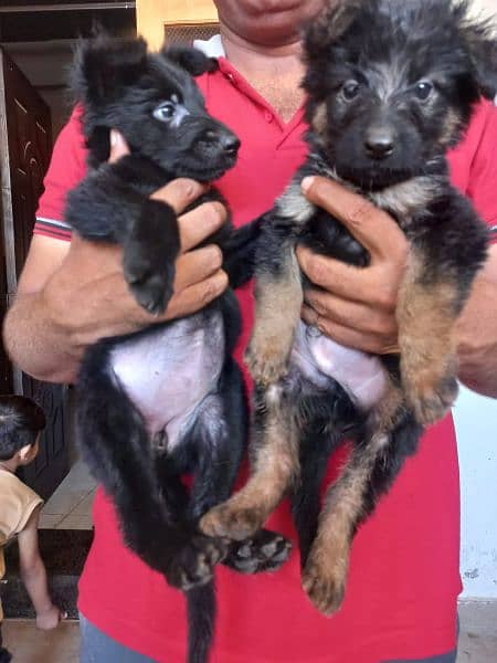 Black German shepherd/ German shepherd puppies available for sale 10