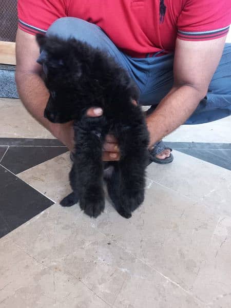 Black German shepherd/ German shepherd puppies available for sale 11