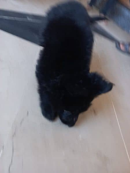 Black German shepherd/ German shepherd puppies available for sale 12