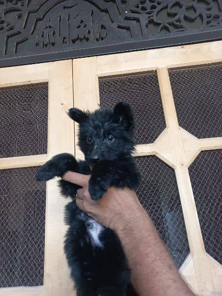 Black German shepherd/ German shepherd puppies available for sale 13