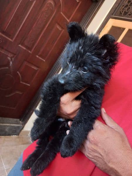 Black German shepherd/ German shepherd puppies available for sale 16