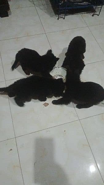 Black German shepherd/ German shepherd puppies available for sale 17