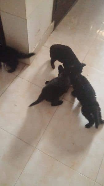 Black German shepherd/ German shepherd puppies available for sale 18