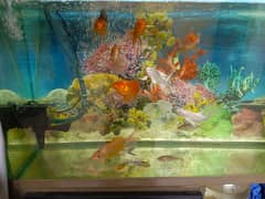 Gold fish and Koi for sale