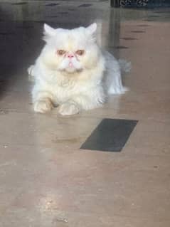 piki face Persian male for mating only for mating not for sale