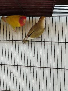 albino lovebird lutino