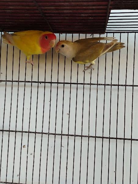 albino lovebird lutino 1