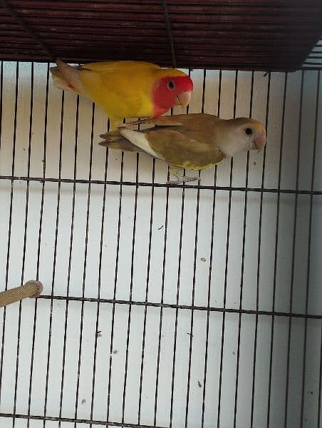 albino lovebird lutino 2