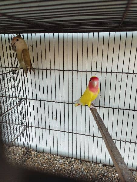 albino lovebird lutino 3