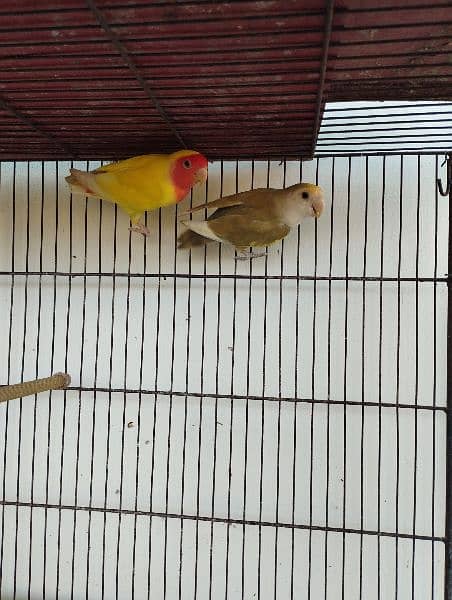 albino lovebird lutino 4