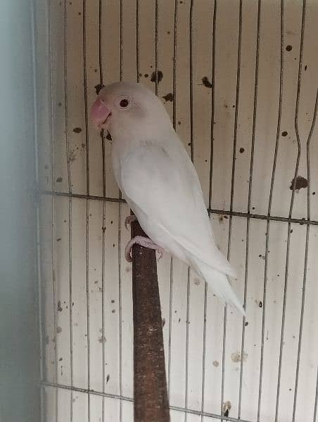 albino lovebird lutino 5