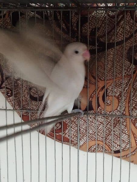 albino lovebird lutino 6