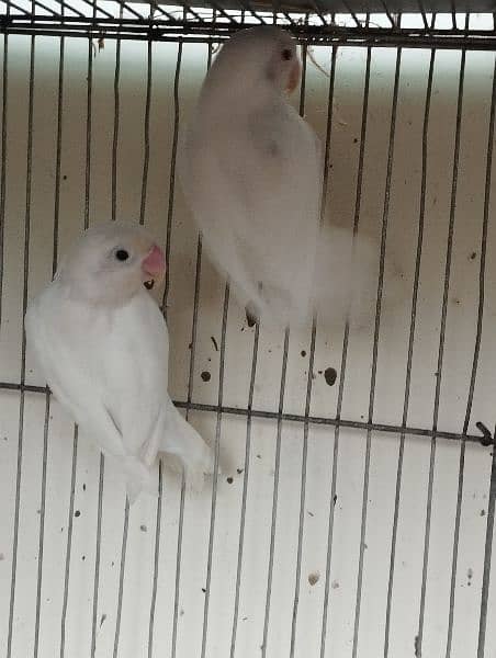 albino lovebird lutino 7