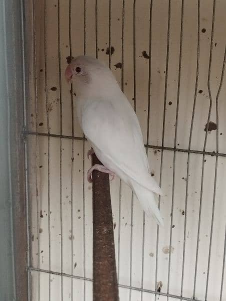 albino lovebird lutino 8