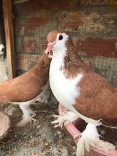 Brown sherazi , White pigeon pair