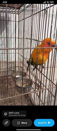 conure     serious buyers only msg