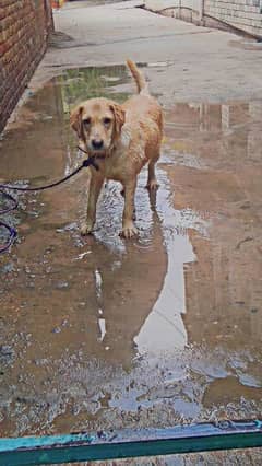 golden retriever