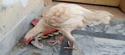 Heera aseel hen for sale age 1 years