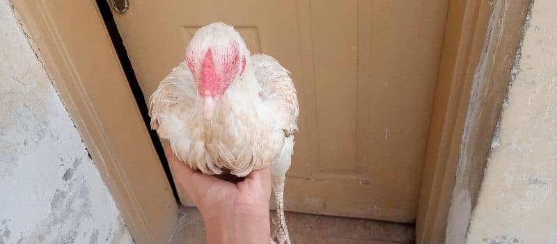 Heera aseel hen for sale age 1 years 1