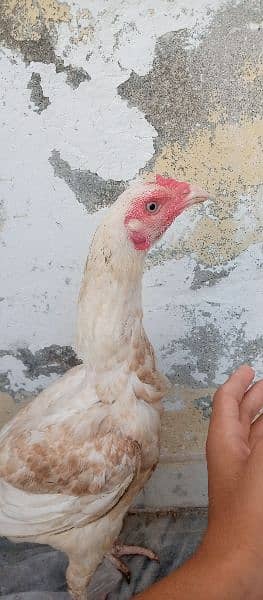 Heera aseel hen for sale age 1 years 2