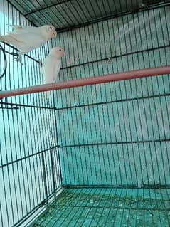 lovebird pair and (cage)