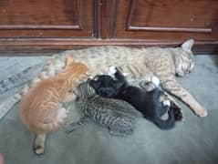 3 kittens and one cat one kitten price 12500