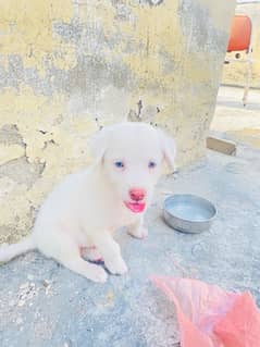 labrador Russian cross puppy