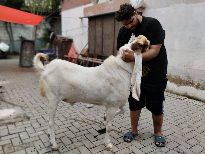 goat farming 2