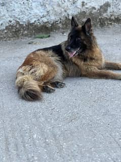 German shepherd female dog for sale contact num 03000740420