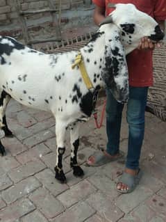 pure Desi bakri