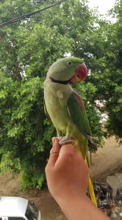 Kashmiri Row Parrot | Parrot For Sale