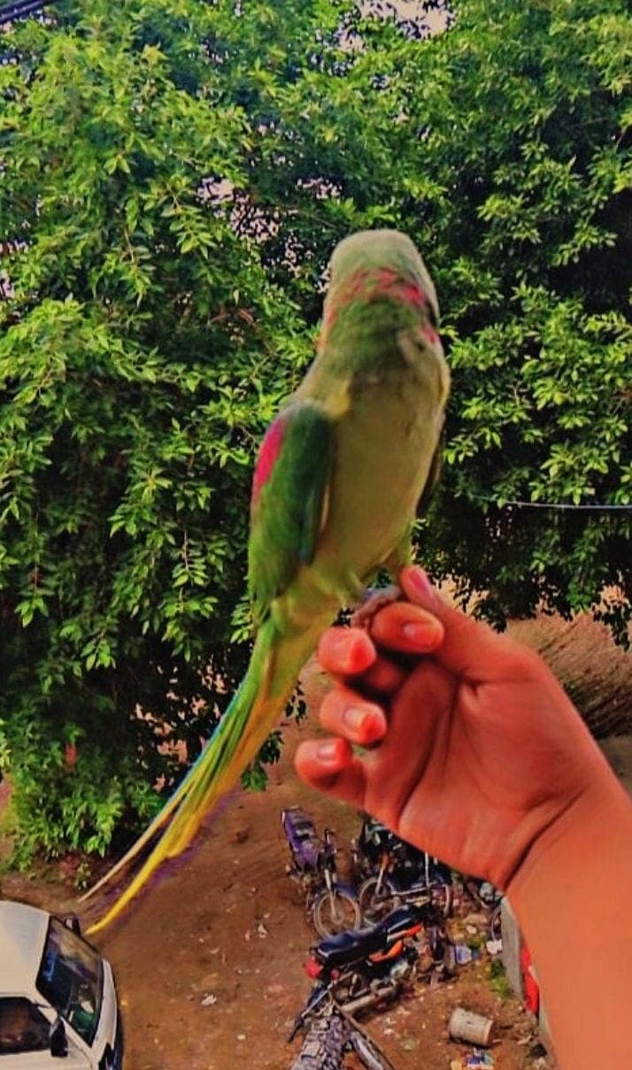 Kashmiri Row Parrot | Parrot For Sale 1