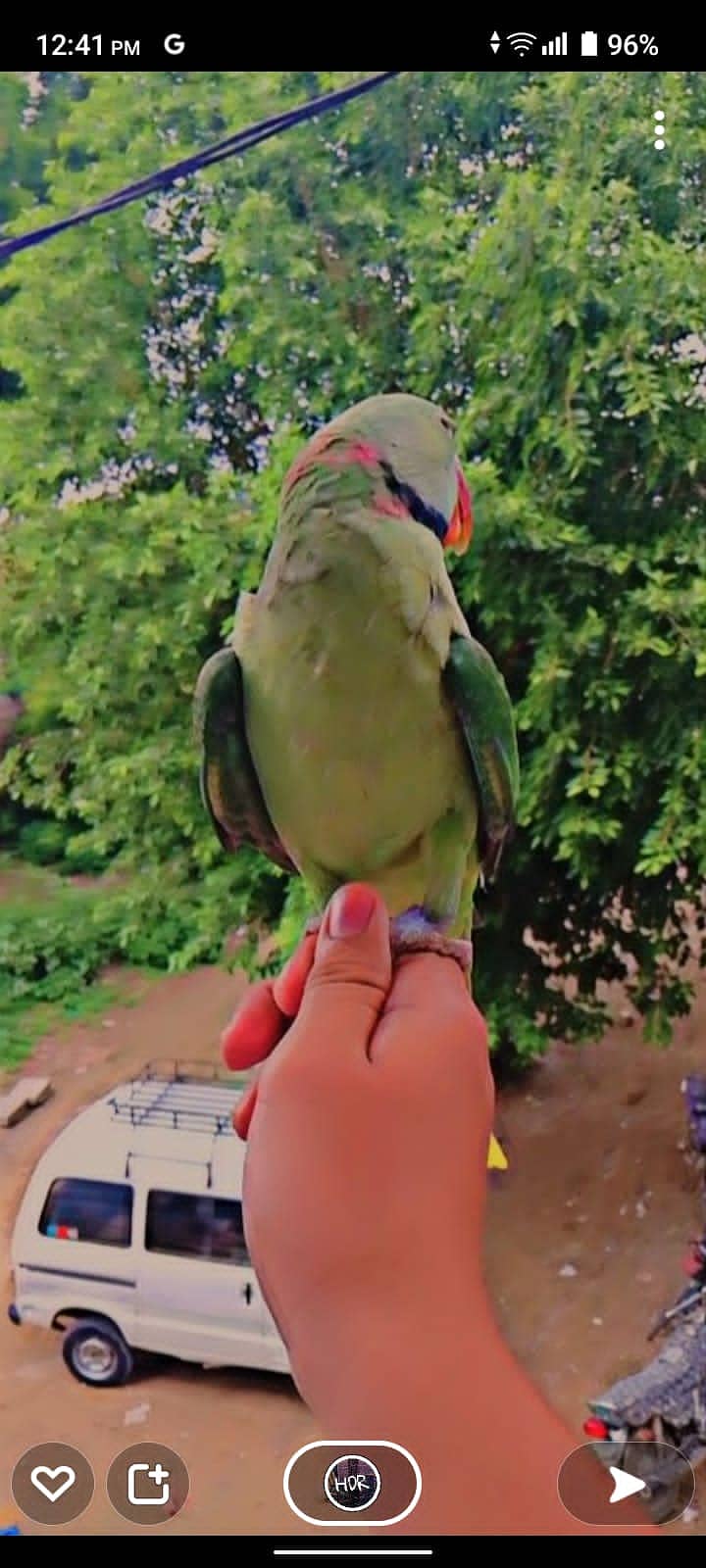 Kashmiri Row Parrot | Parrot For Sale 3