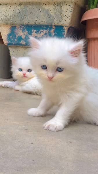 Persian and semi punch white triple coat kittens 6