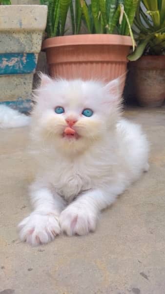 Persian and semi punch white triple coat kittens 7