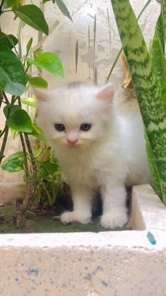 Persian and semi punch white triple coat kittens 8