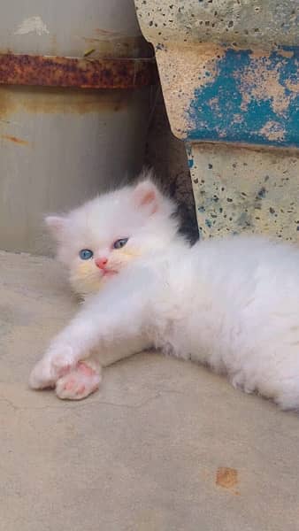 Persian and semi punch white triple coat kittens 10