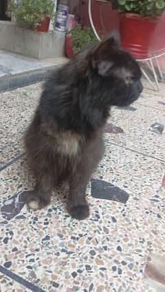 black brown Persian cat female 9 month