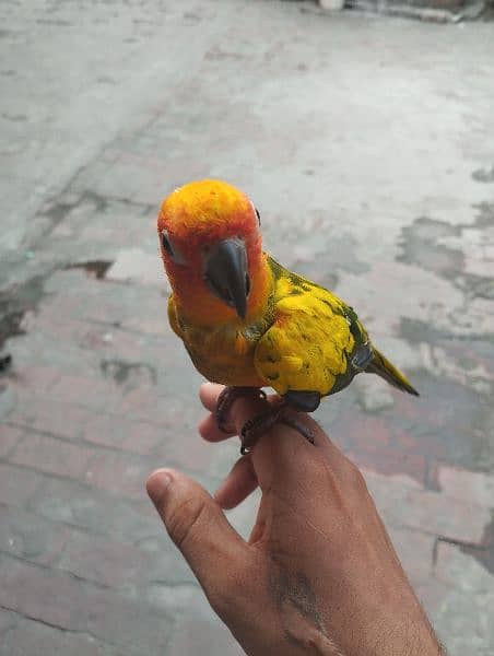 Hand tame sun conure for sale 0