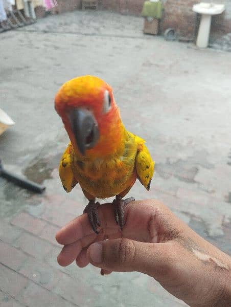 Hand tame sun conure for sale 2