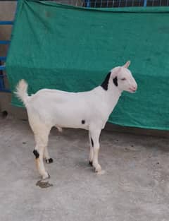 gulabi teddy (bakri breeder) abluk tedda goat 0