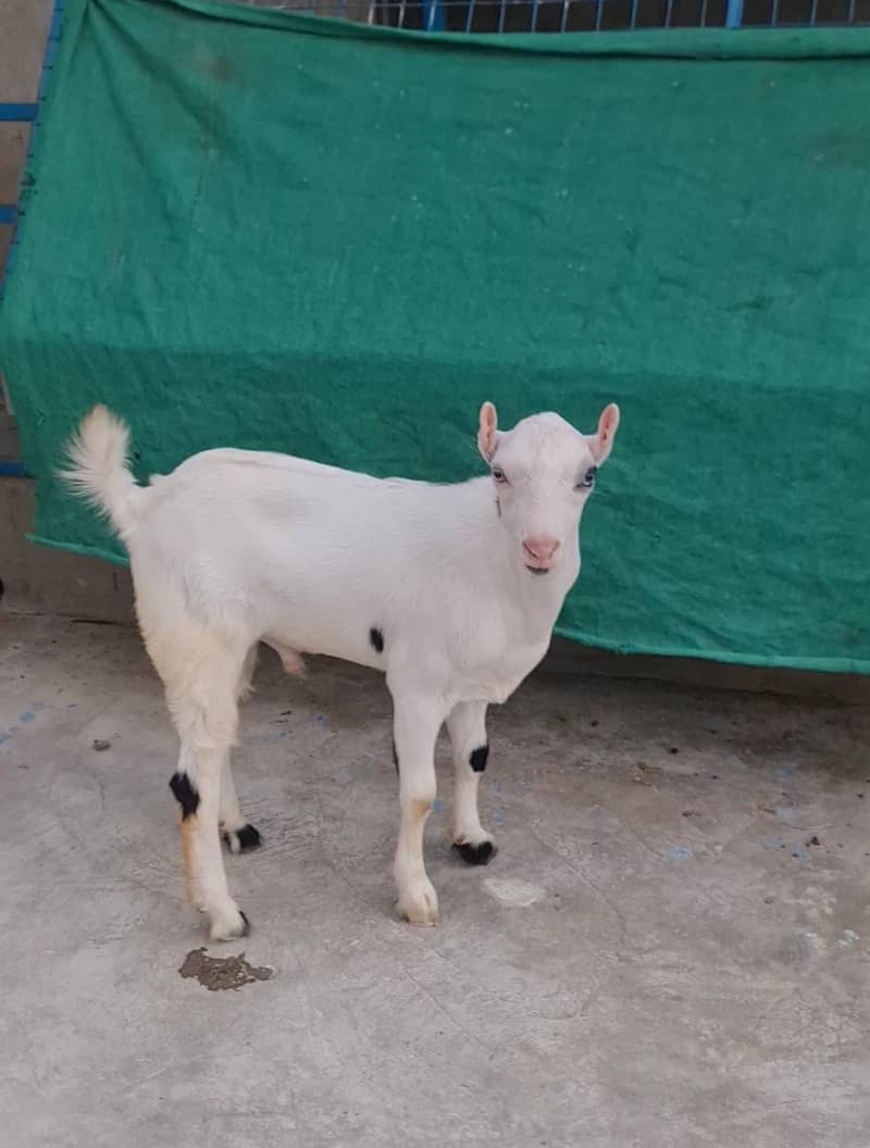 gulabi teddy (bakri breeder) abluk tedda goat 1