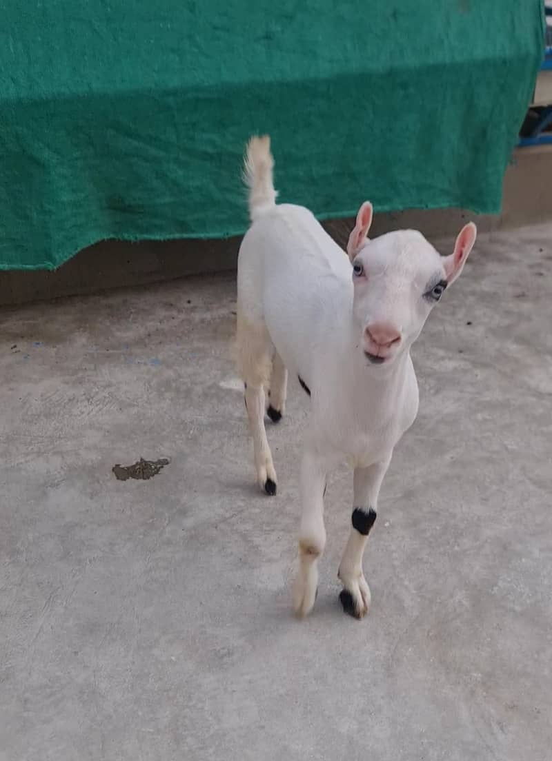 gulabi teddy (bakri breeder) abluk tedda goat 3