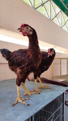 *Rhode Island Red Heritage* (RIR) healthy MASHAALLAH 6 pure heritage 0