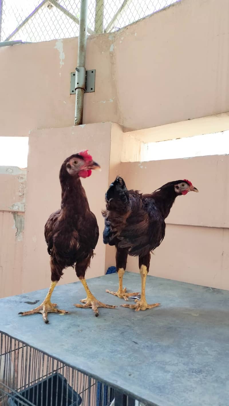 *Rhode Island Red Heritage* (RIR) healthy MASHAALLAH 6 pure heritage 2