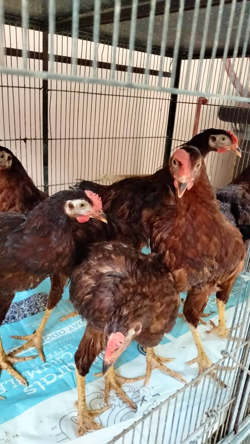 *Rhode Island Red Heritage* (RIR) healthy MASHAALLAH 6 pure heritage 8