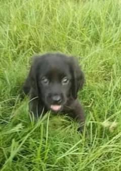 English pointer puppies available for sale