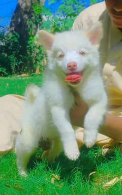 Pure Russian puppy piar available for sale