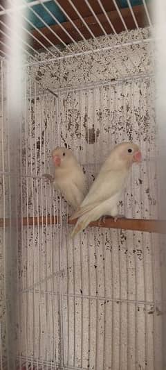 breeder pair available