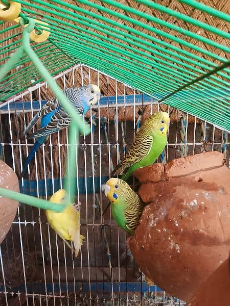 Australia Parrots Pair 3